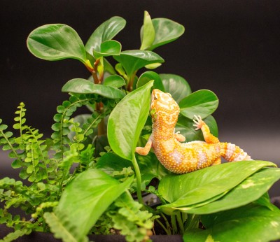 animal image