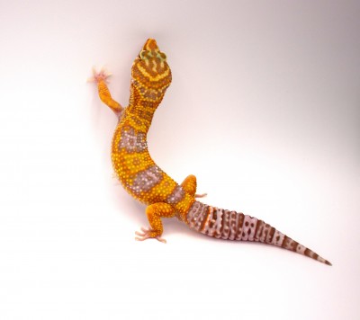 animal image
