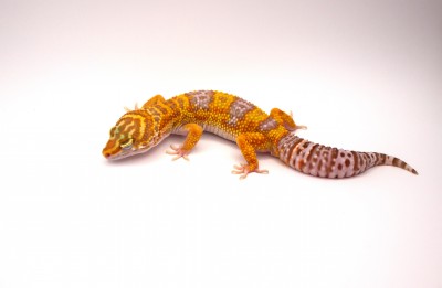 animal image