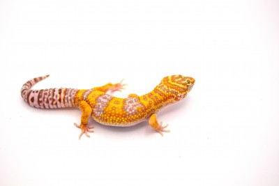 animal image