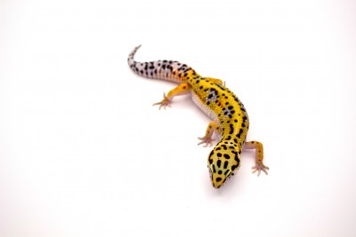 animal image