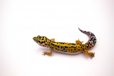 animal image