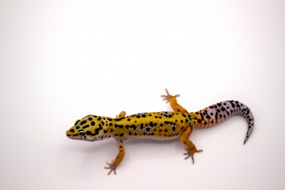 animal image
