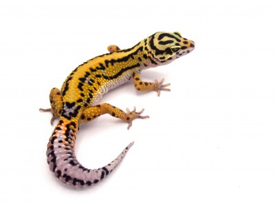 animal image