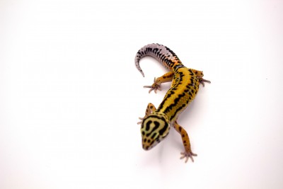 animal image