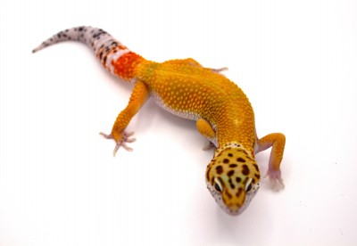animal image