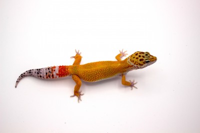 animal image
