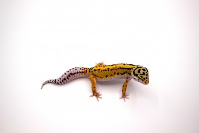animal image