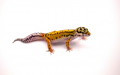 animal image