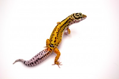 animal image
