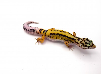 animal image