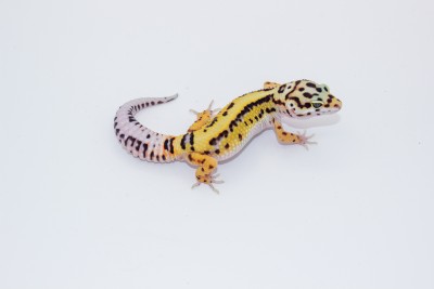 animal image