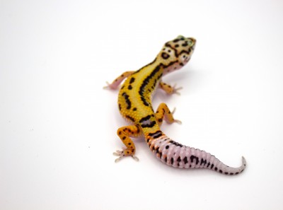 animal image