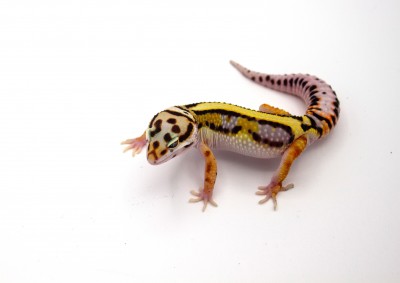 animal image