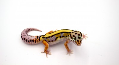 animal image