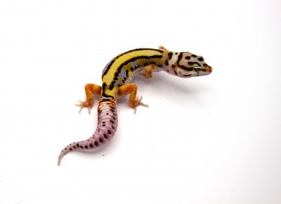 animal image