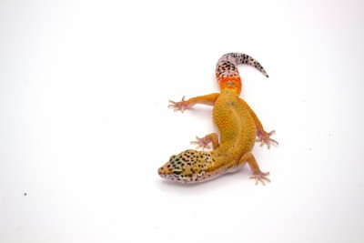 animal image
