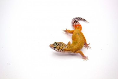 animal image