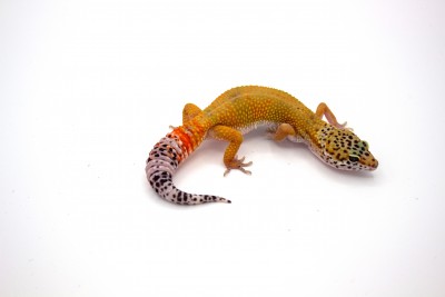 animal image