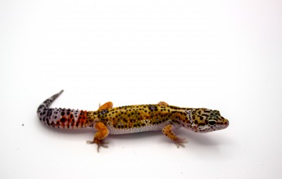 animal image