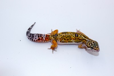 animal image