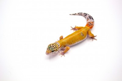 animal image