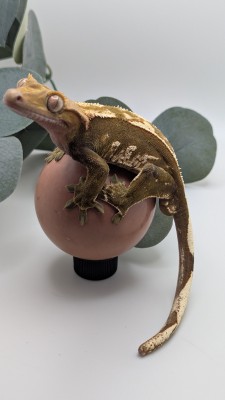 animal image