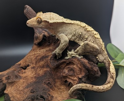 animal image
