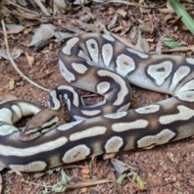 animal image