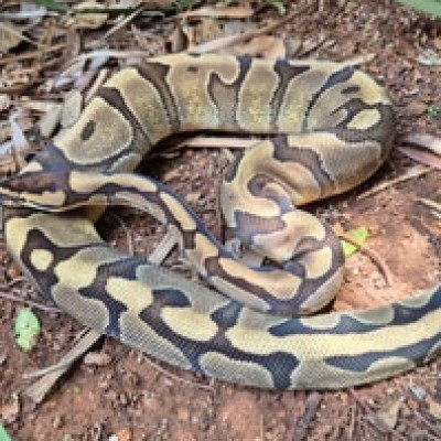 animal image