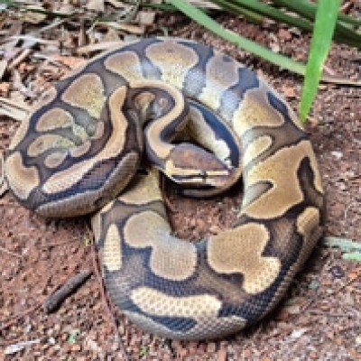 animal image