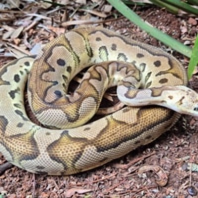 animal image
