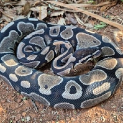 animal image