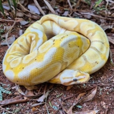 animal image