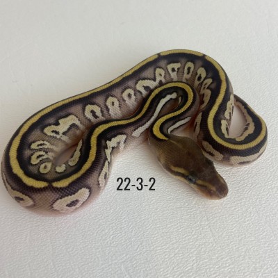 animal image