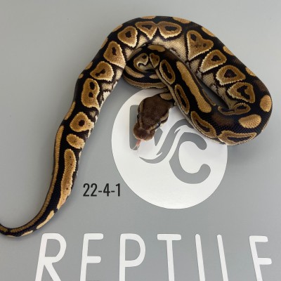 animal image