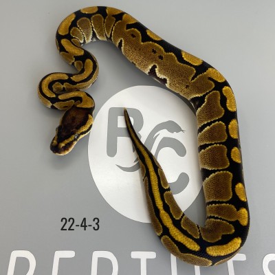 animal image