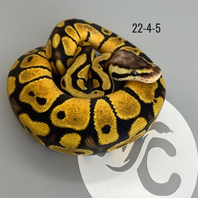 animal image
