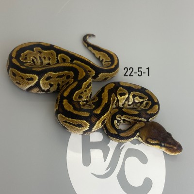 animal image