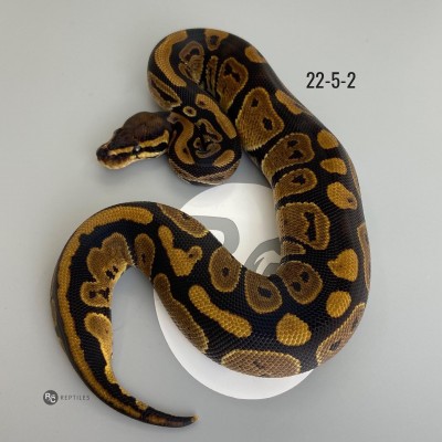 animal image