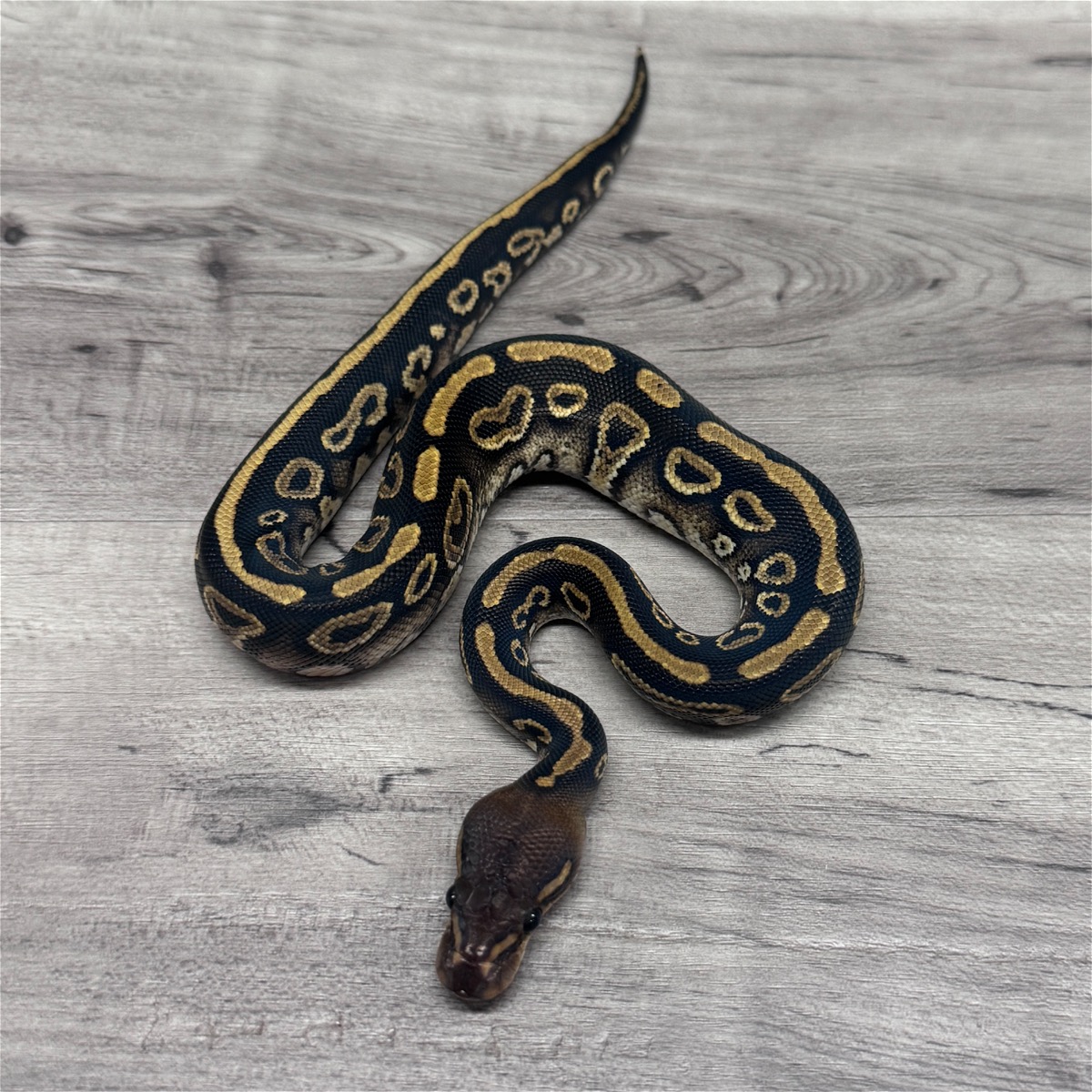 Mahogany Hurricane Het Clown 50% Het Pied