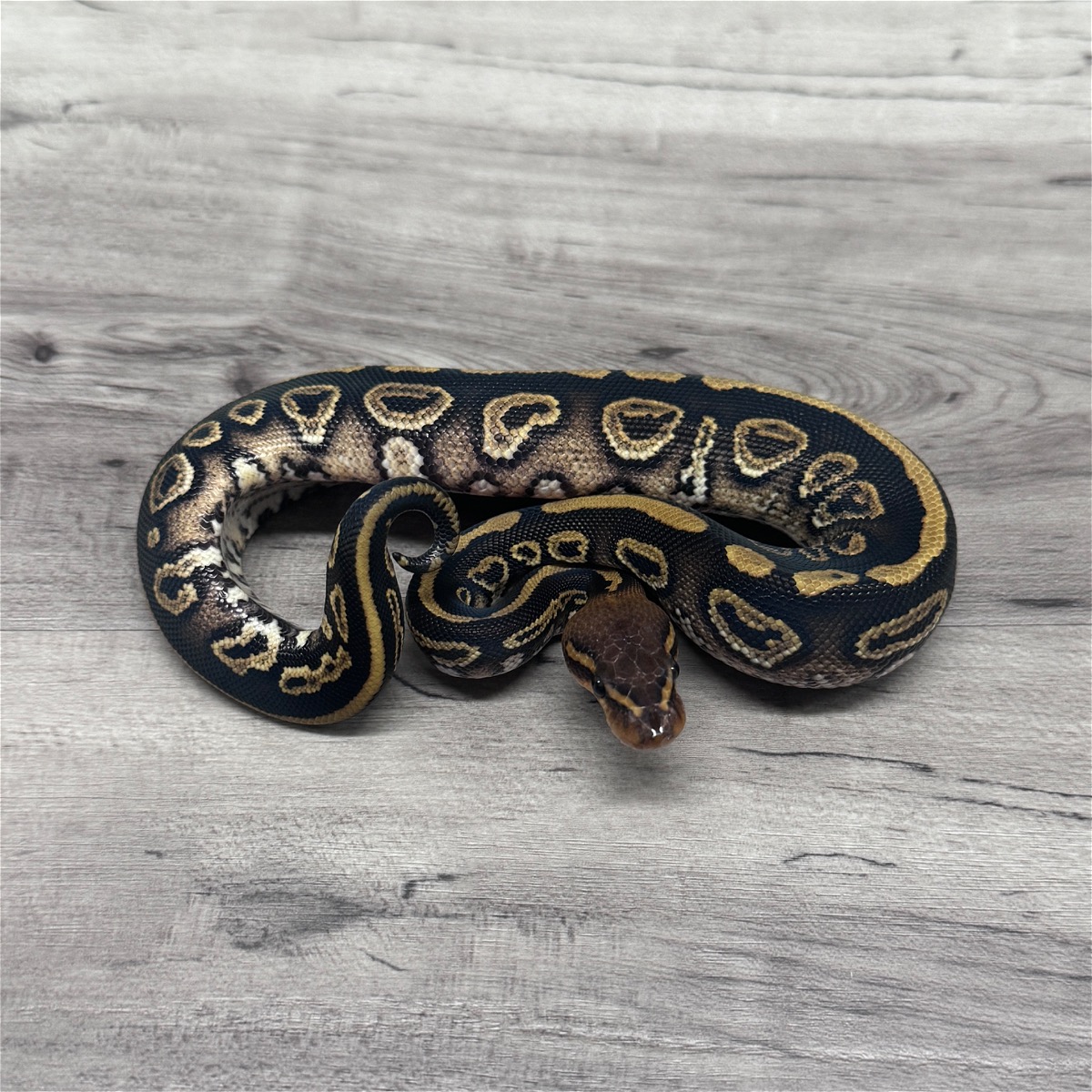 Mahogany Hurricane Het Clown 50% Het Pied