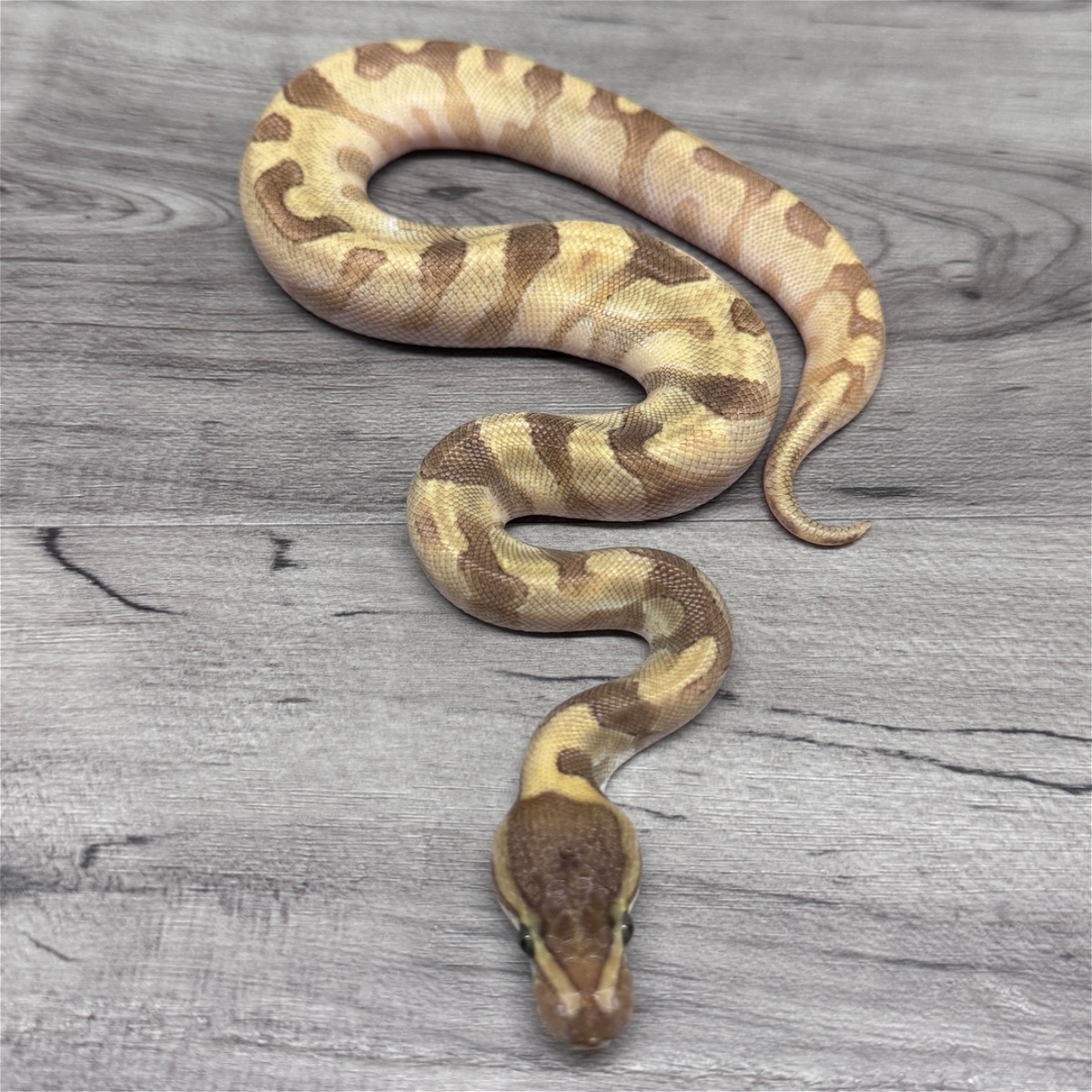 Super Enchi Mojave (BH)