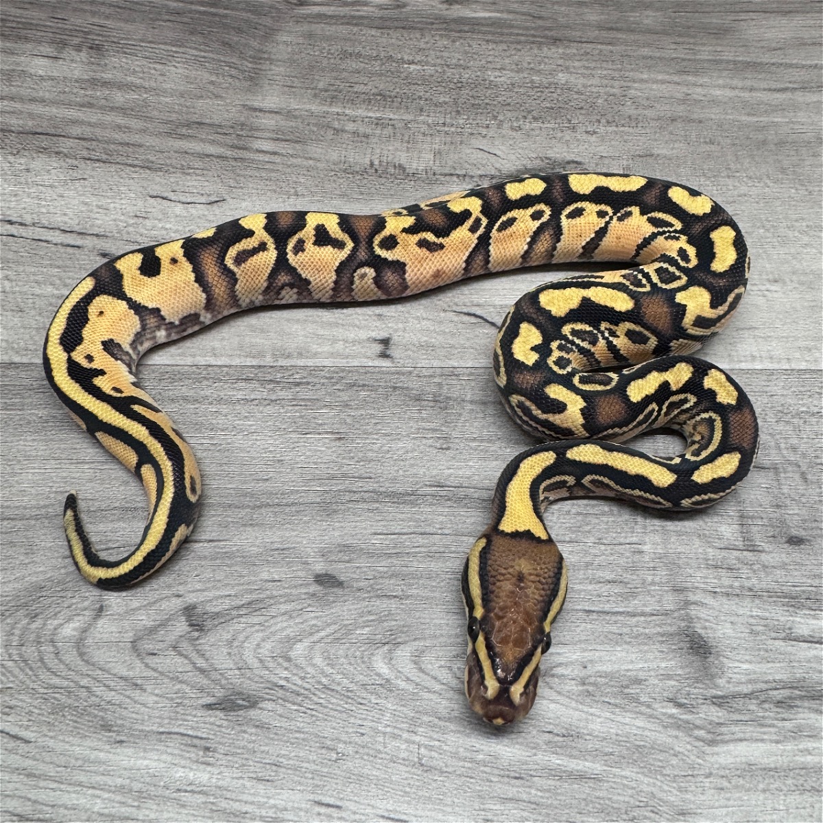 Enchi Hurricane Het Hypo Rainbow 50% Het Ultramel Clown