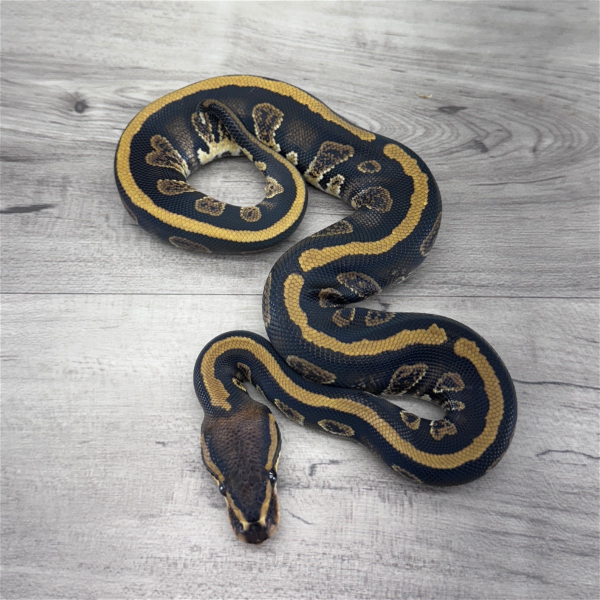 Stranger 66% Het Clown 50% Het Ultramel 