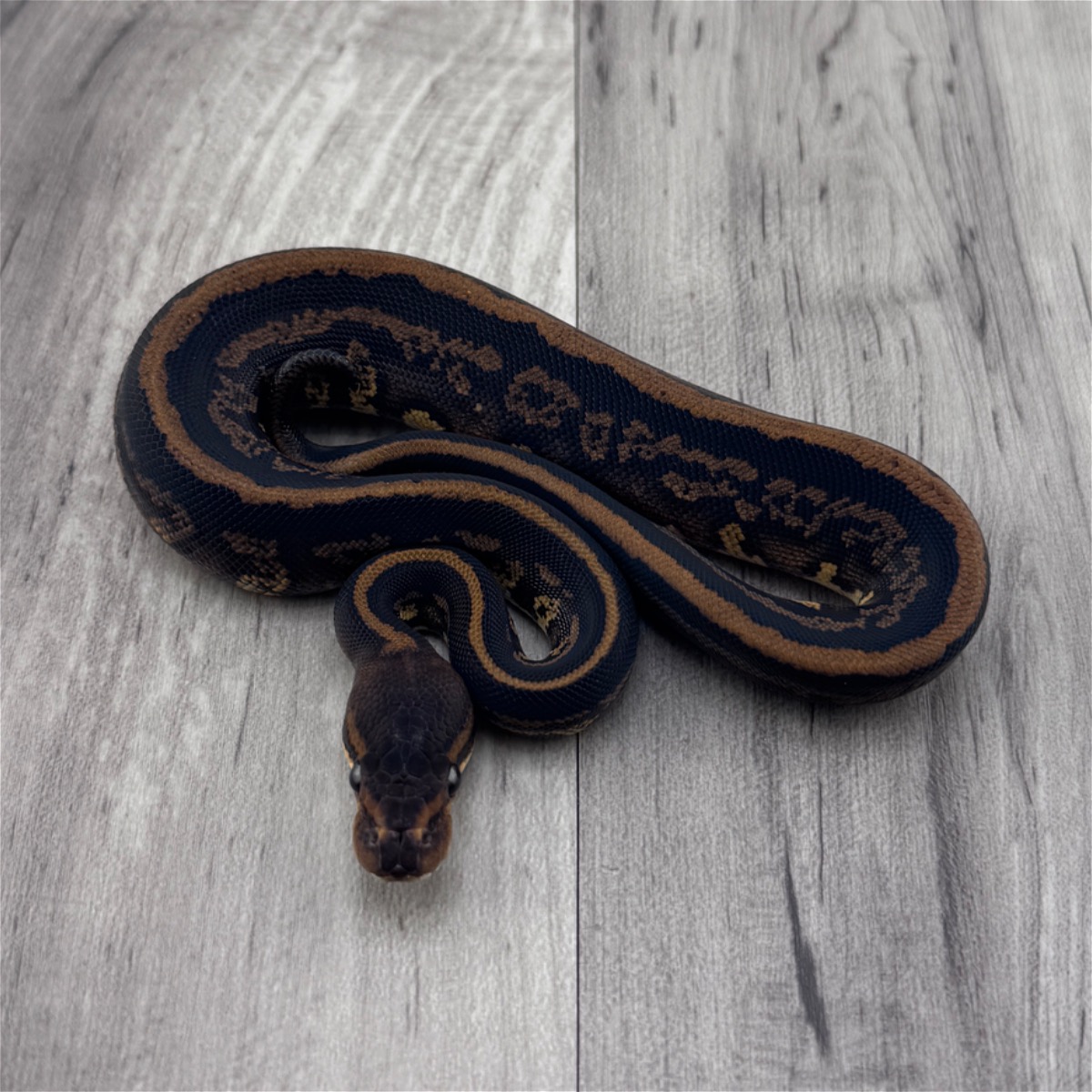 Leopard Stranger 66% Het Ultramel 50% Het Clown