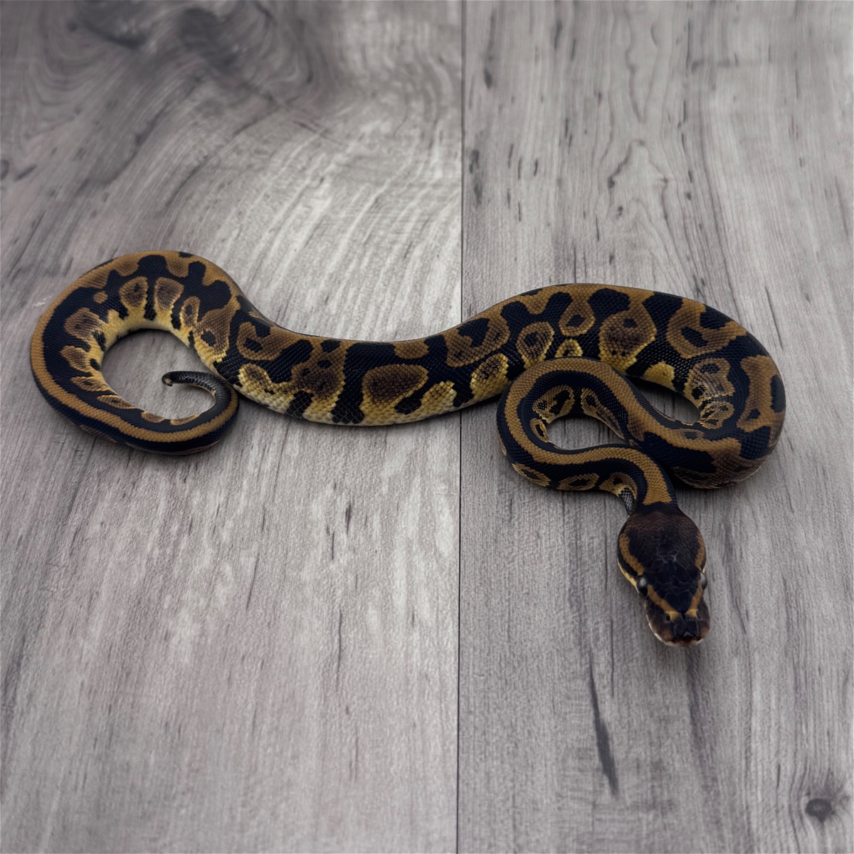 Leopard 66% Het Ultramel 50% Het Clown