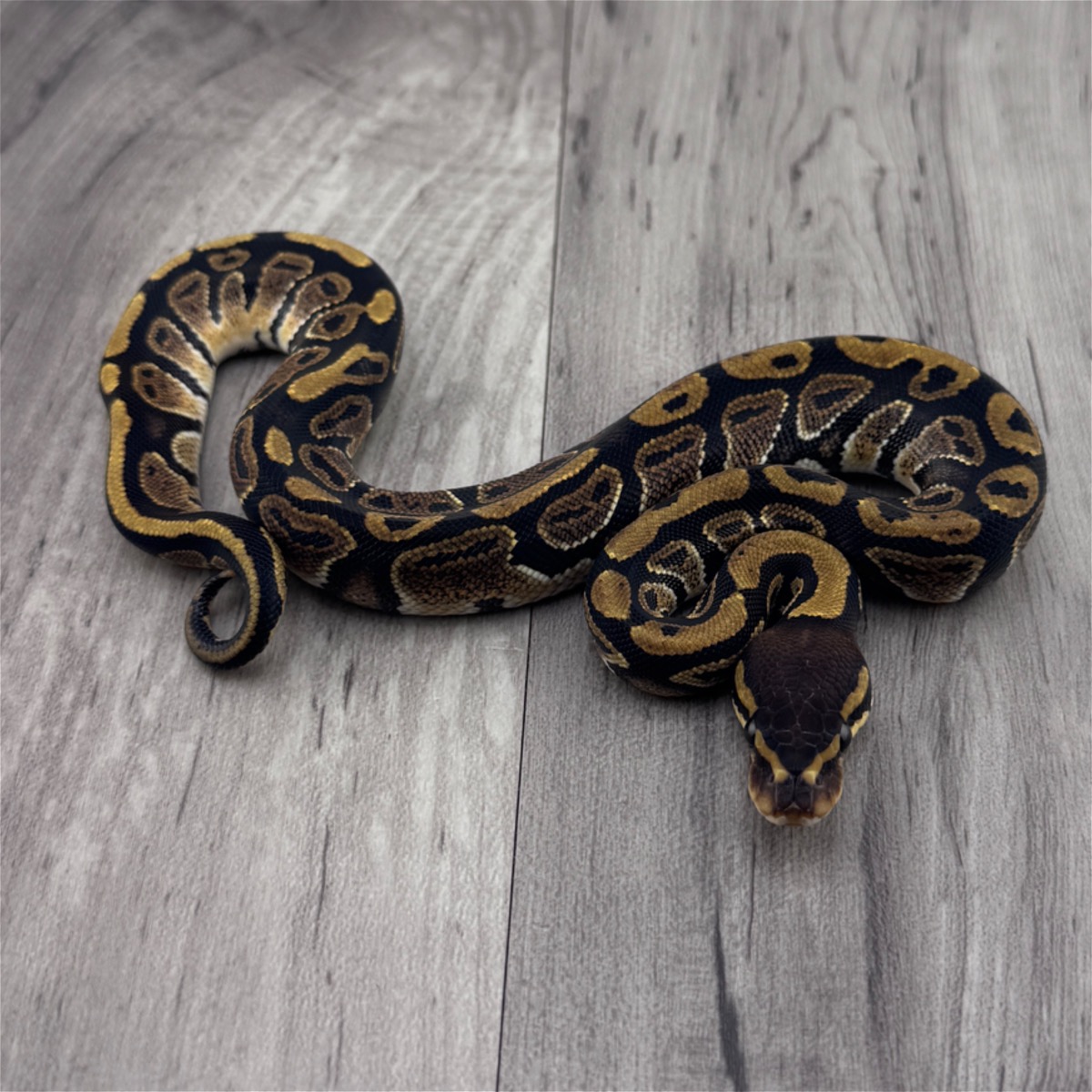 66% Het Ultramel 50% Het Clown