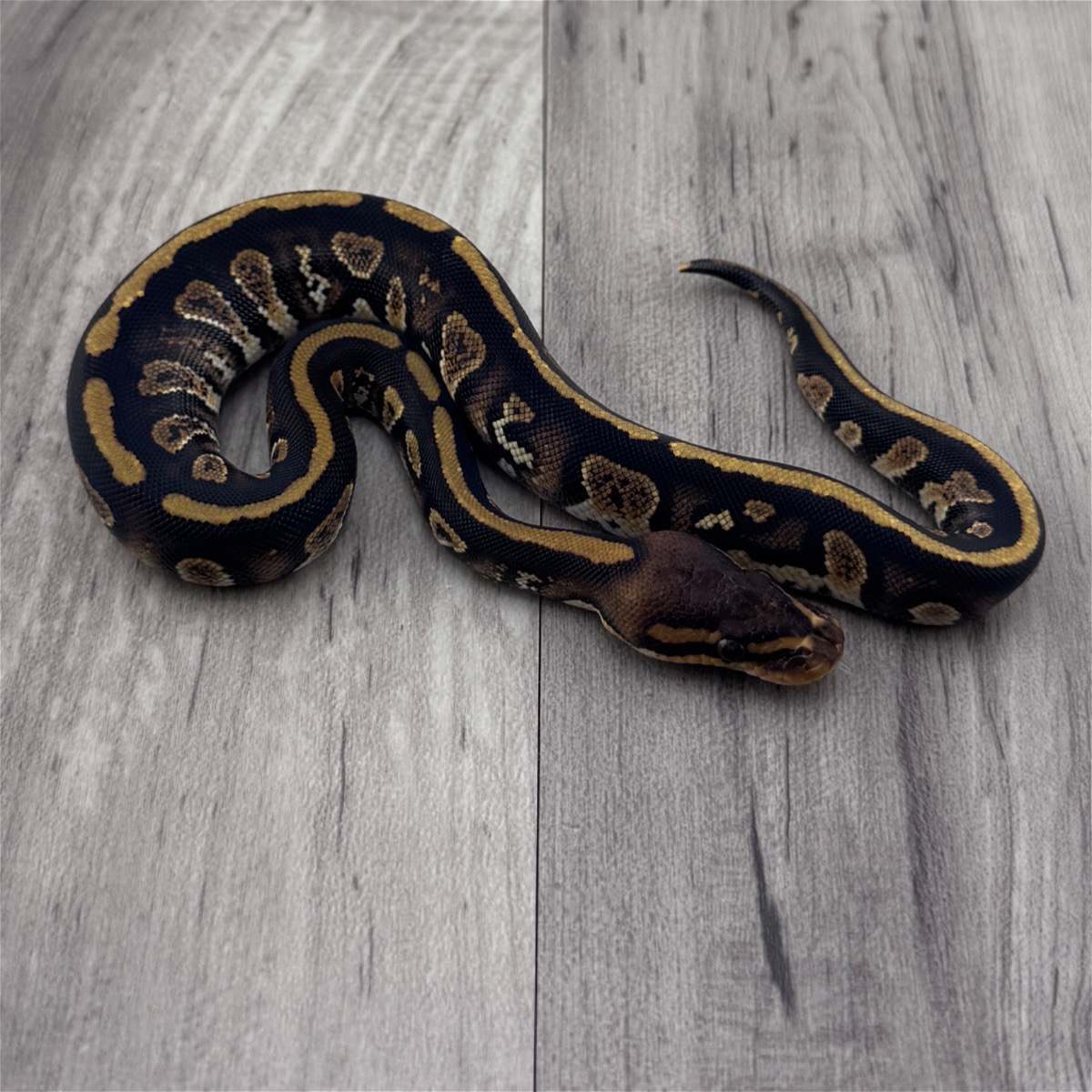 Stranger 66% Het Ultramel 50% Het Clown