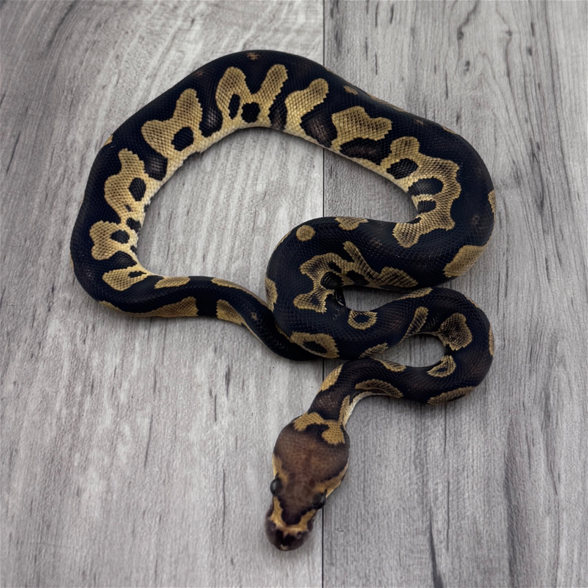 GHI Clown 66% Het MJ Axanthic Hypo